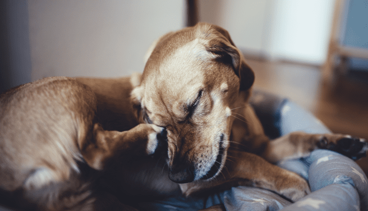 irriterade öron på hund